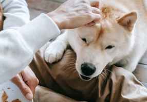 popular-birmingham-dog-day-care-service-with-r-birmingham-alabama