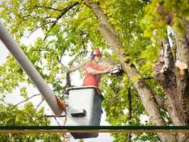 Established Full Service Tree Company for Sale