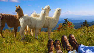 Llama Trekking / Hiking Tourist Business
