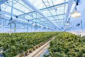 Cannabis Cultivation / Business & Real Estate
