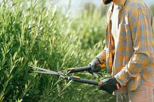 full-service-landscaping-lawn-maintenance-las-vegas-nevada