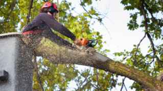 Reliable Local Tree Service