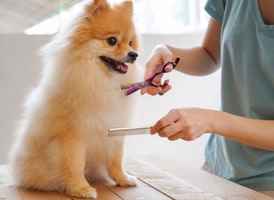 pet-grooming-salon-business-for-sale-minnesota
