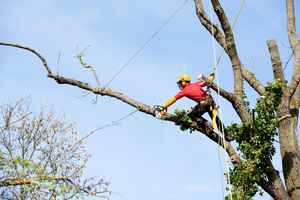 tree-service-business-for-sale-in-broward-margate-florida