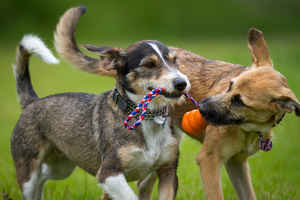 Well-Known Dog Daycare and Boarding Franchise