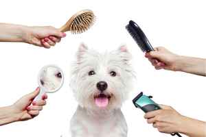 Pet Salon, Grooming Business For Sale