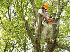 Tree Service - 13 employees - 95% Repeat Clients