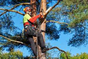 CT: Tree Service Business