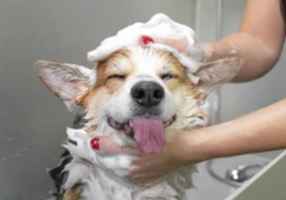 Family Owned Pet Grooming Business for sale