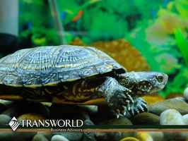 Well established and unique all turtle online biz