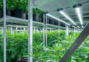 Operational Cannabis Cultivation Business for S...
